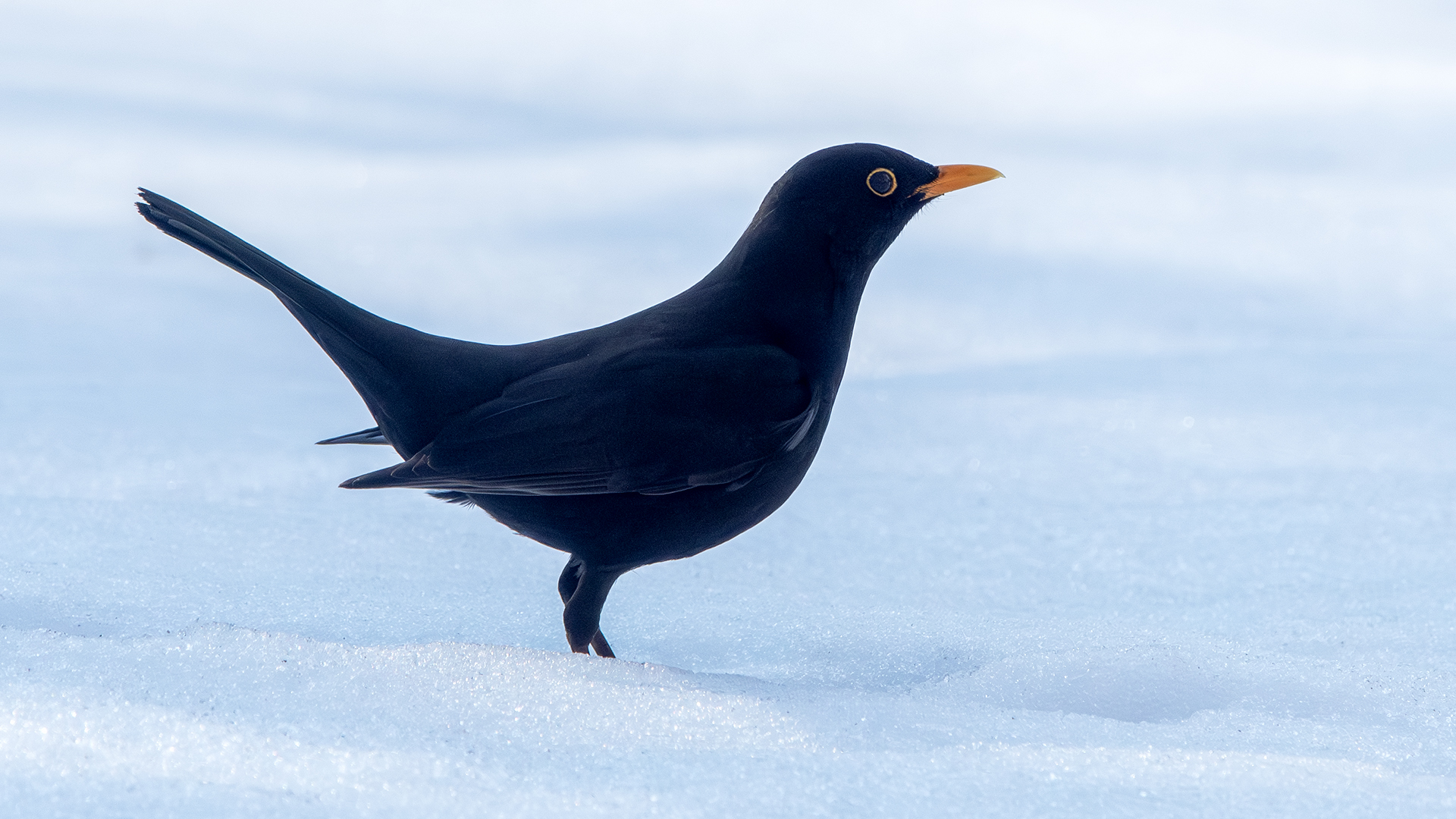 Eurasian Blackbird